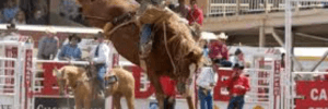 Man wearing a cowboy hat is riding a horse that is trying to buck him off at the Calgary Stampede